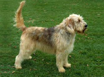 Otterhound - Dog Breed photo 