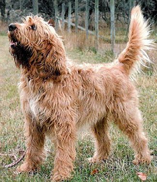 Otterhound - Dog Breed wallpaper