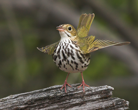 Ovenbird