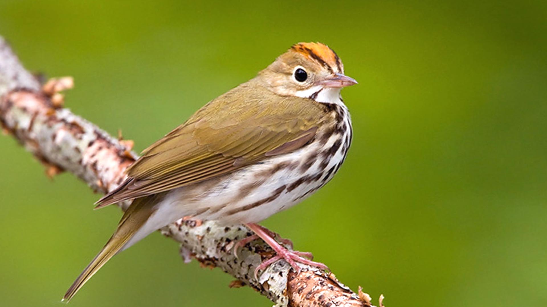 Pretty Ovenbird
