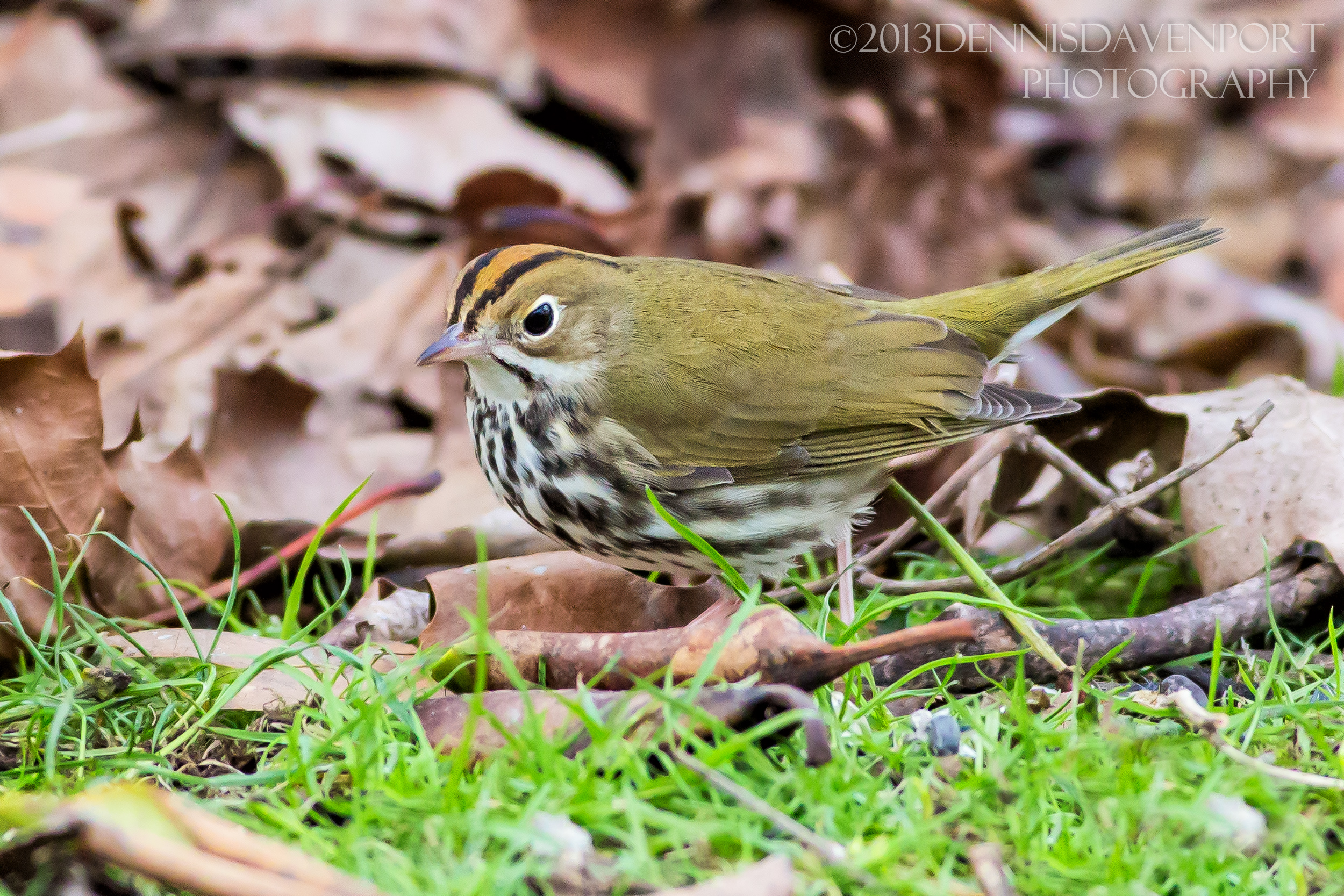 Pretty Ovenbird