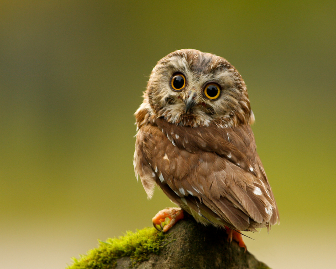 Nice Owl