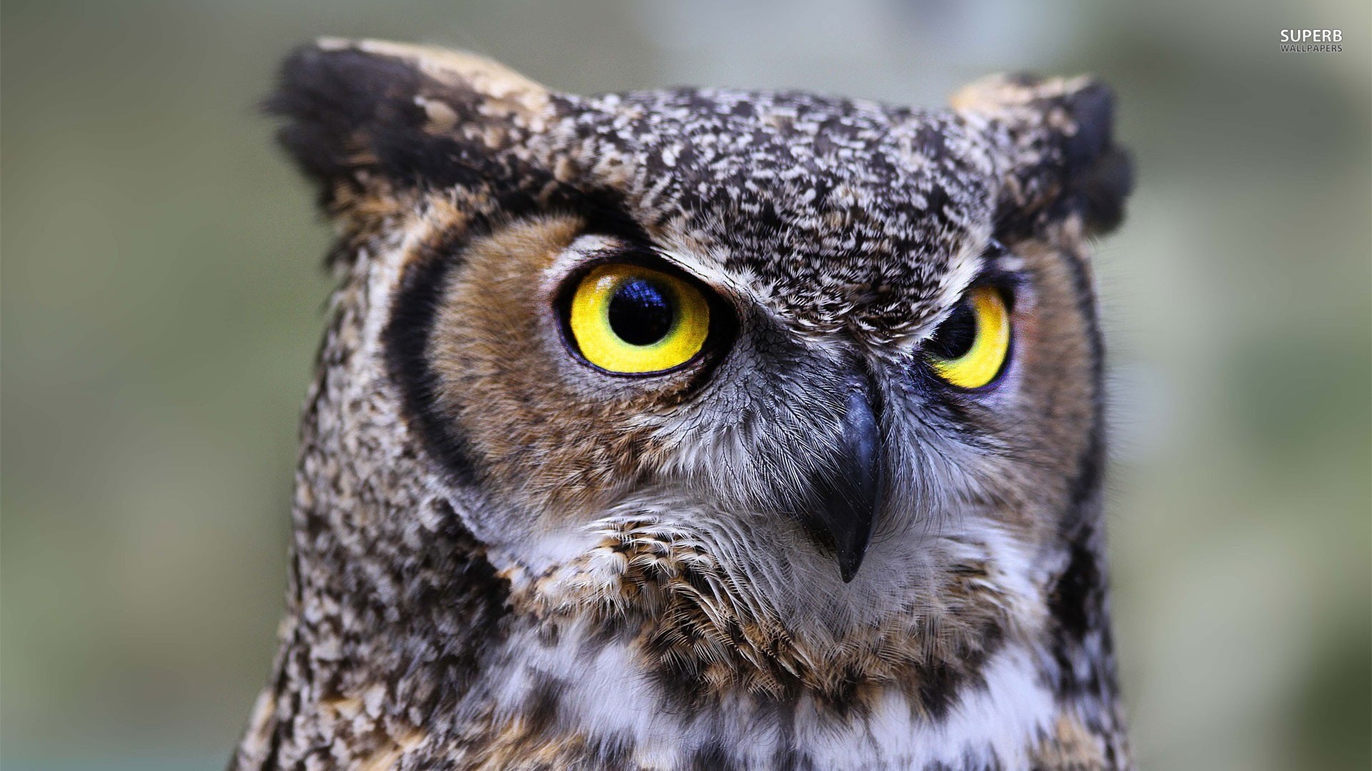 Pretty Owl