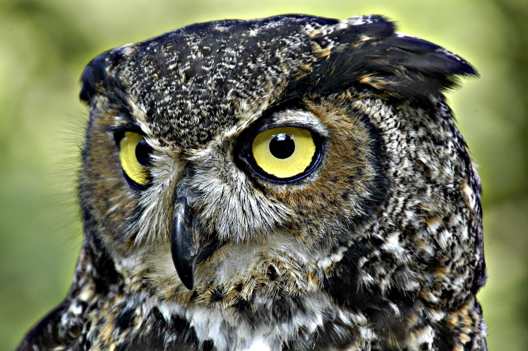 Cute Owl