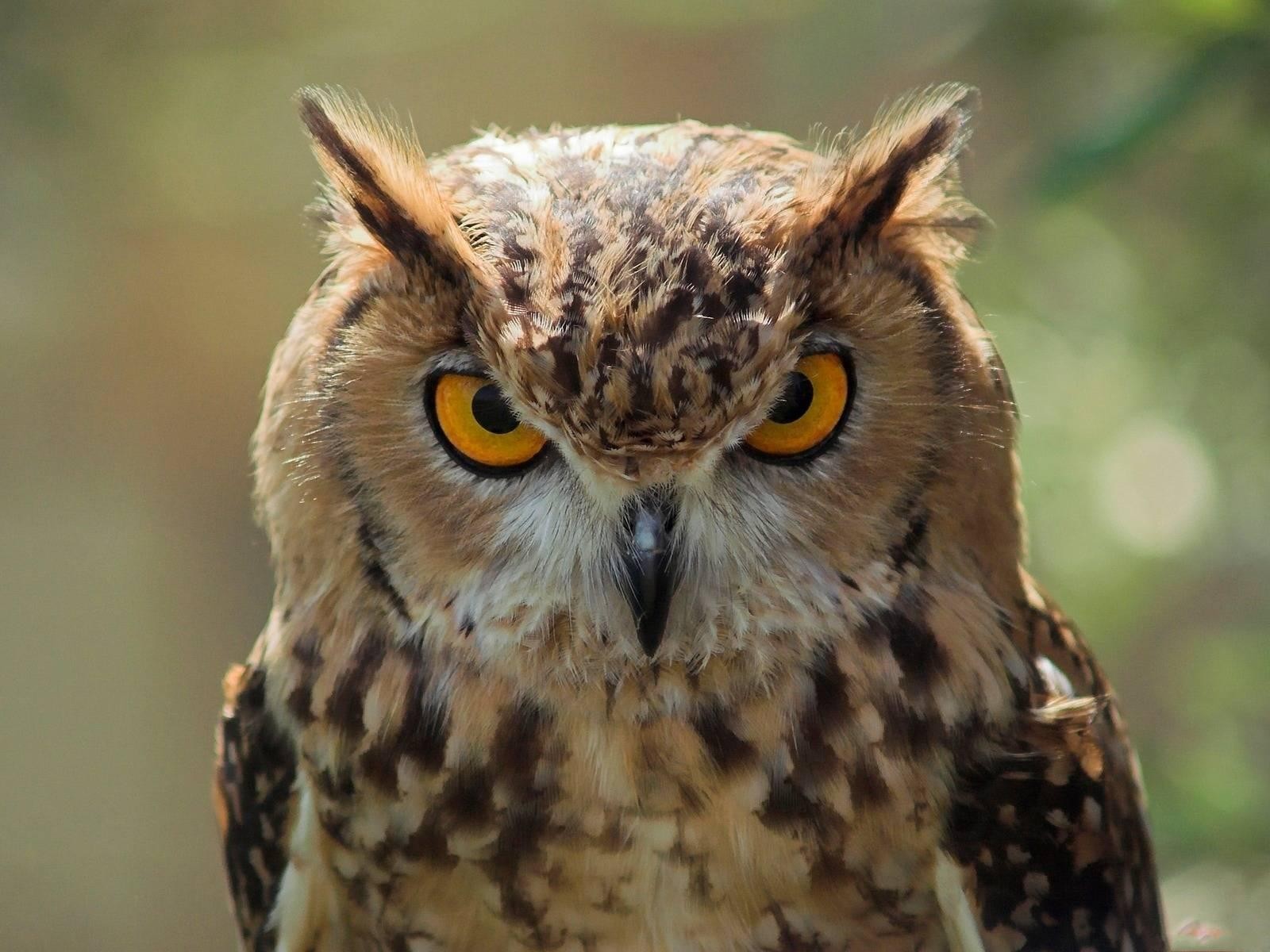 Wallpaper Owl