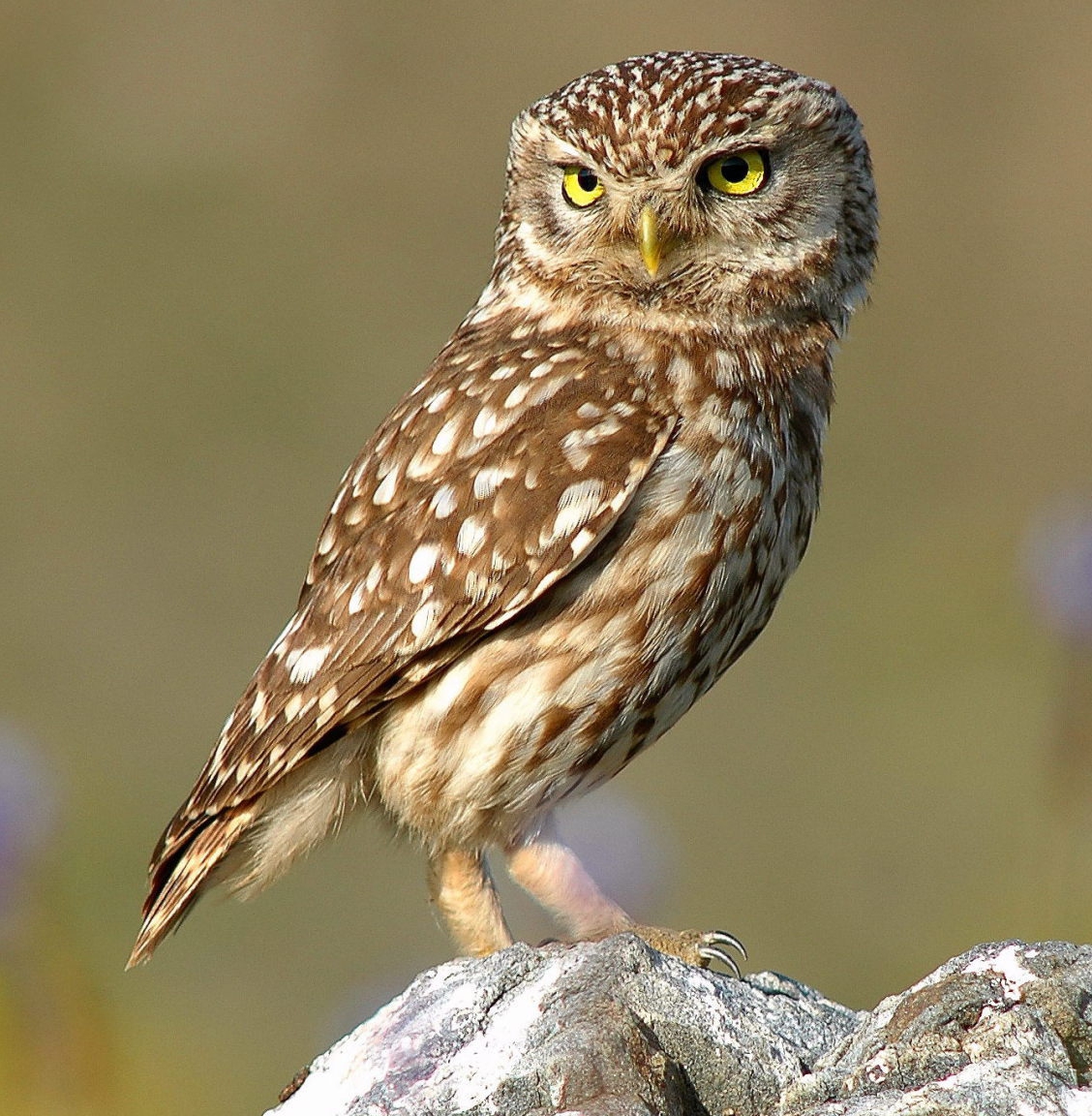 Photo Owl