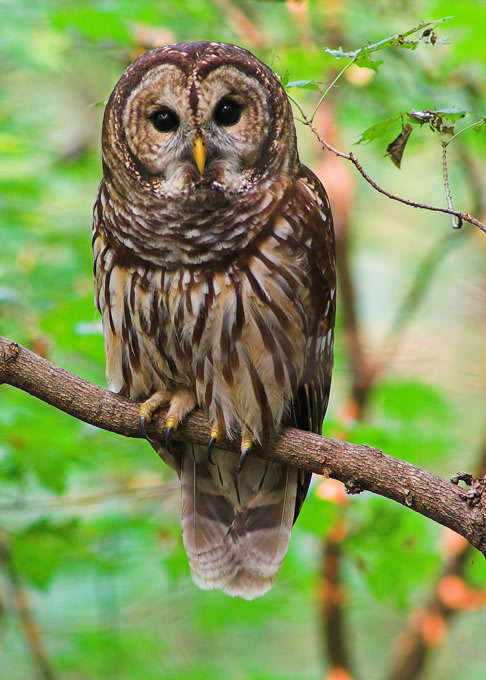 Owl wallpaper