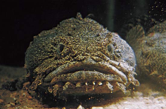 Oyster toadfish