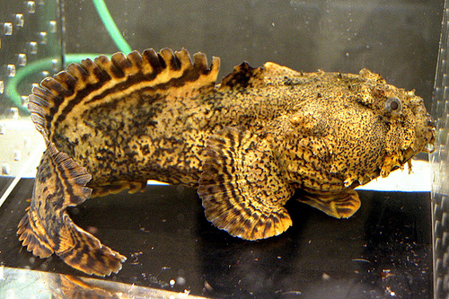 Pretty Oyster toadfish
