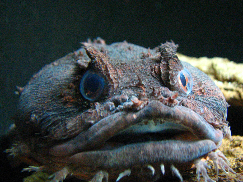 Pretty Oyster toadfish