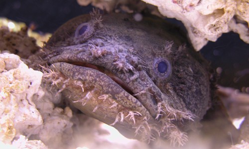 Pretty Oyster toadfish