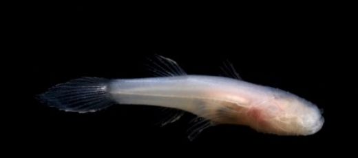 Ozark cavefish