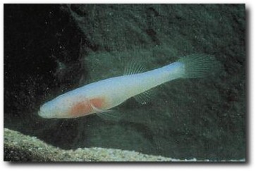 Pretty Ozark cavefish