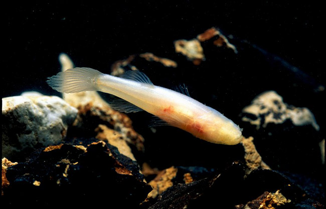 Pretty Ozark cavefish