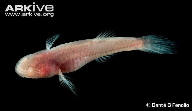 Pretty Ozark cavefish