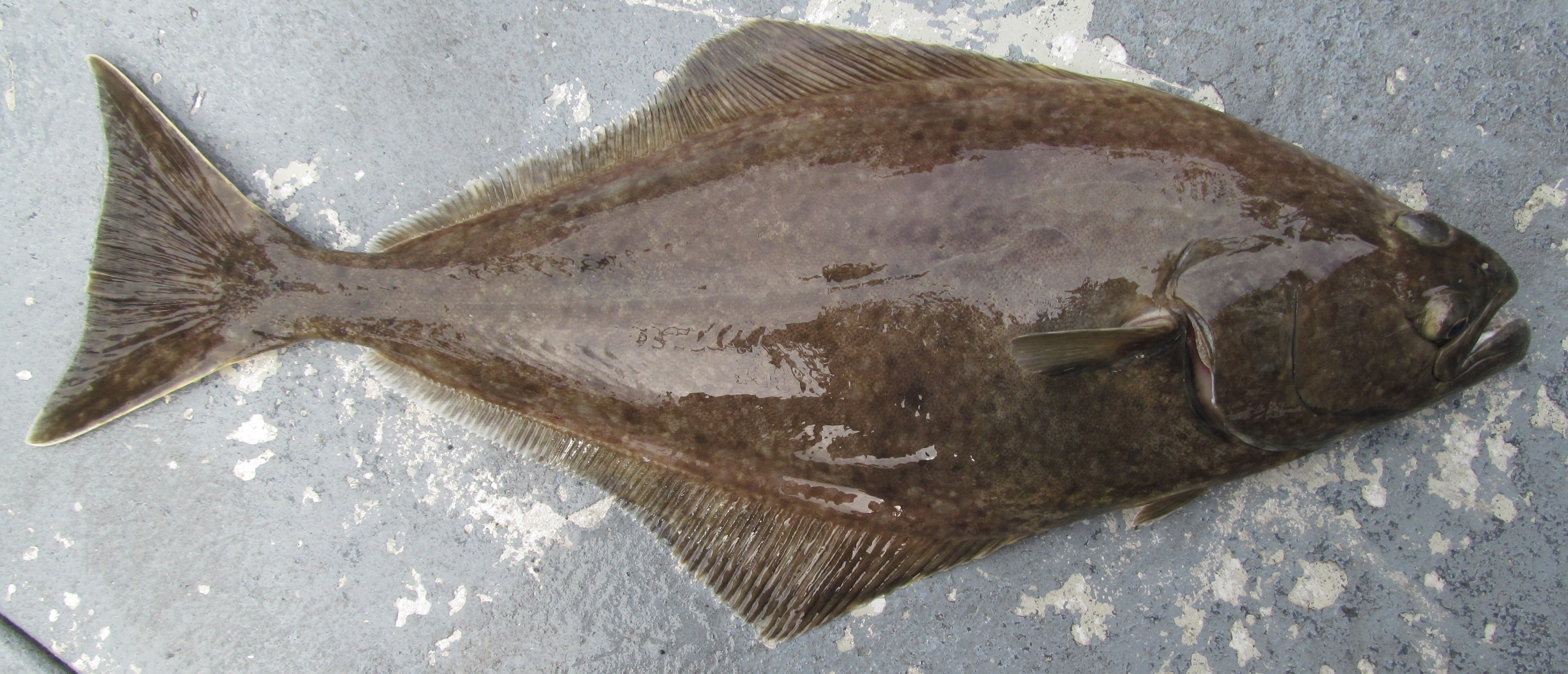 Pacific halibut