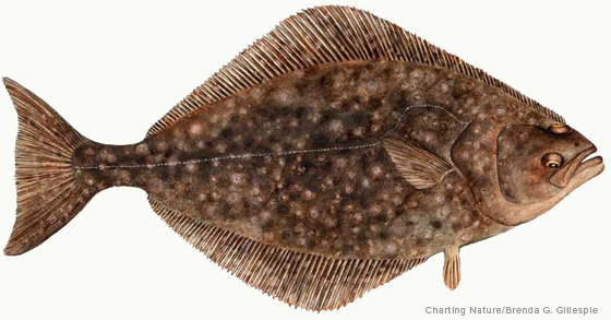 Pretty Pacific halibut