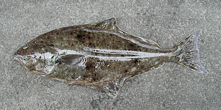 Pretty Pacific halibut