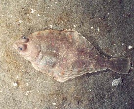 Pretty Pacific halibut