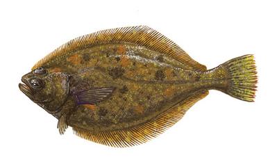Pacific sanddab
