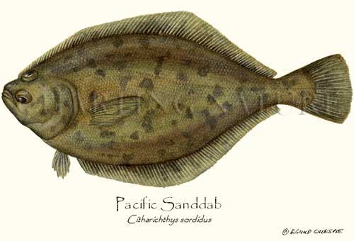 Pretty Pacific sanddab