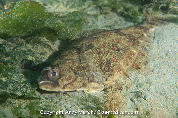 Pretty Pacific sanddab