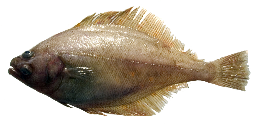 Pretty Pacific sanddab