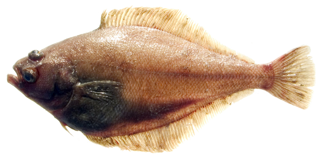 Pretty Pacific sanddab