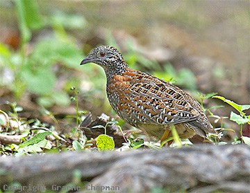 Painted buttonquail