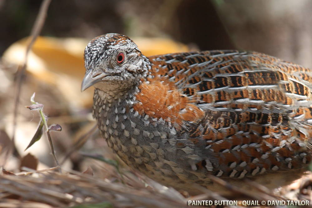 Pretty Painted buttonquail