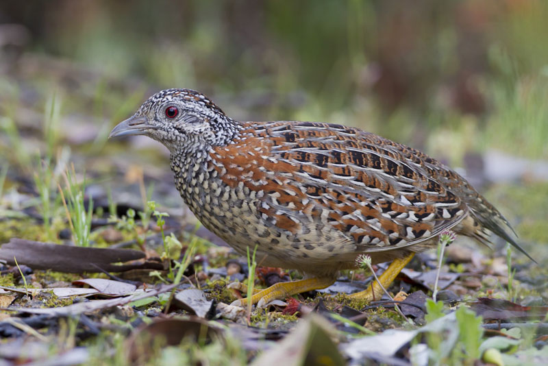 Pretty Painted buttonquail