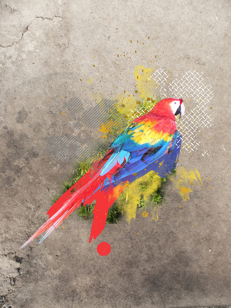 Pretty Painted parrot