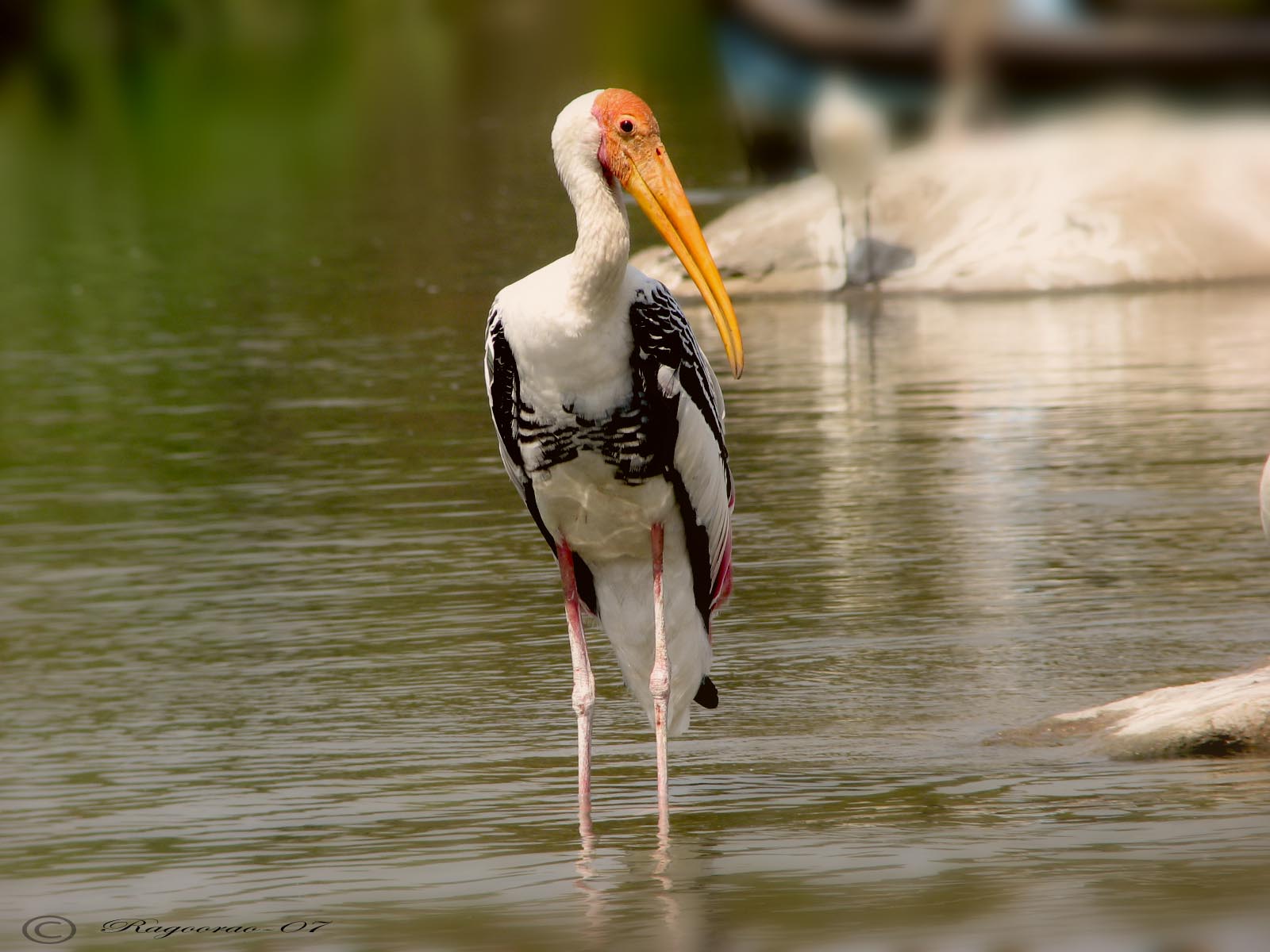 Painted stork