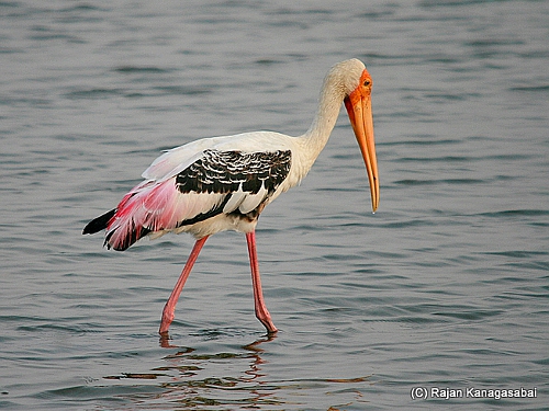 Pretty Painted stork