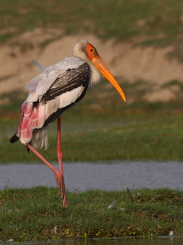Pretty Painted stork