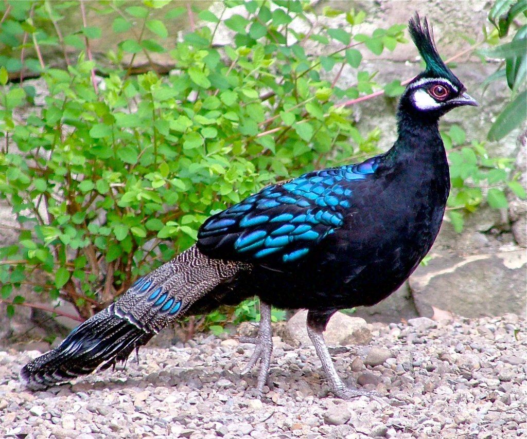 Palawan peacock-pheasant