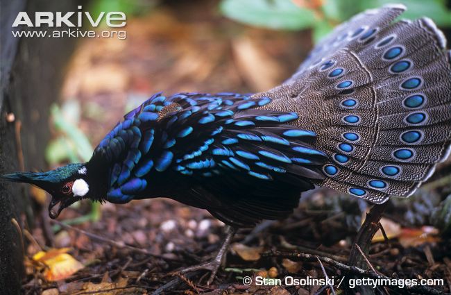 Pretty Palawan peacock-pheasant