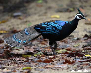 Pretty Palawan peacock-pheasant