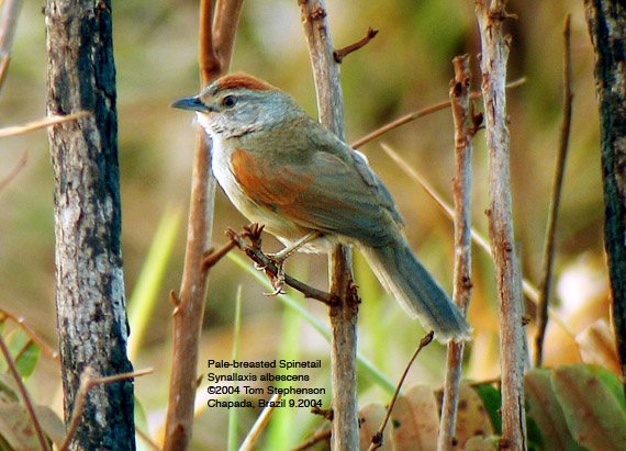 Pale-breasted spinetail