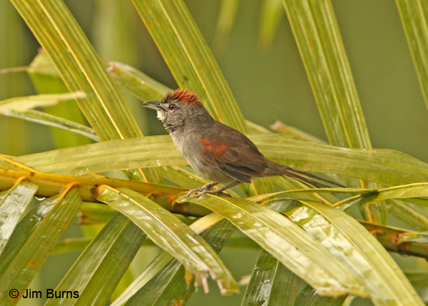 Pretty Pale-breasted spinetail