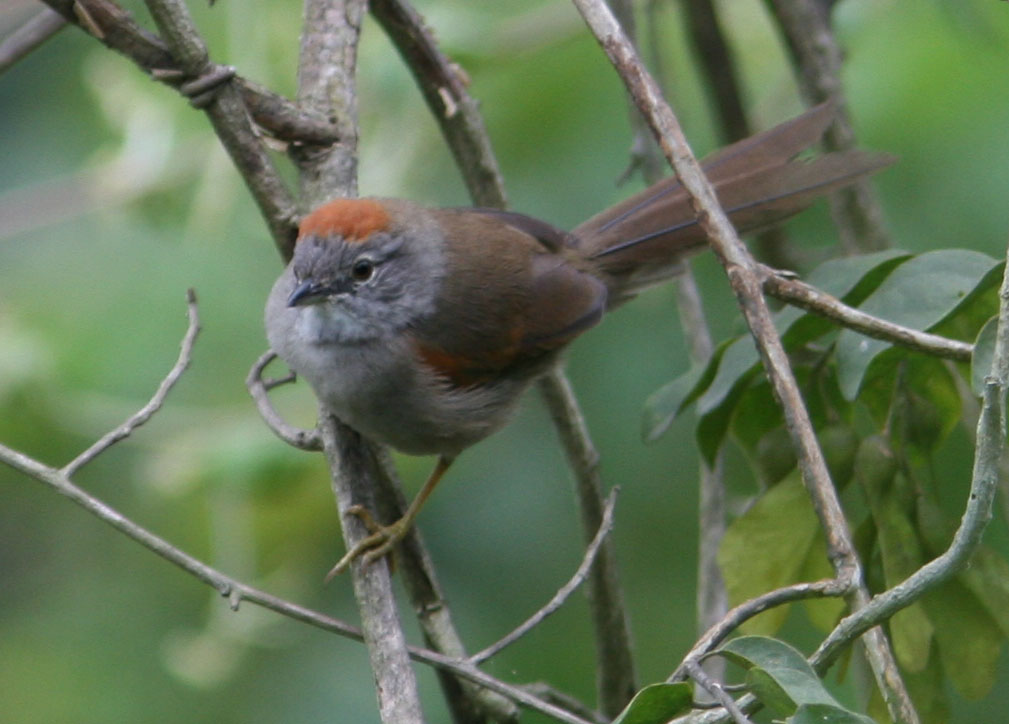 Pretty Pale-breasted spinetail