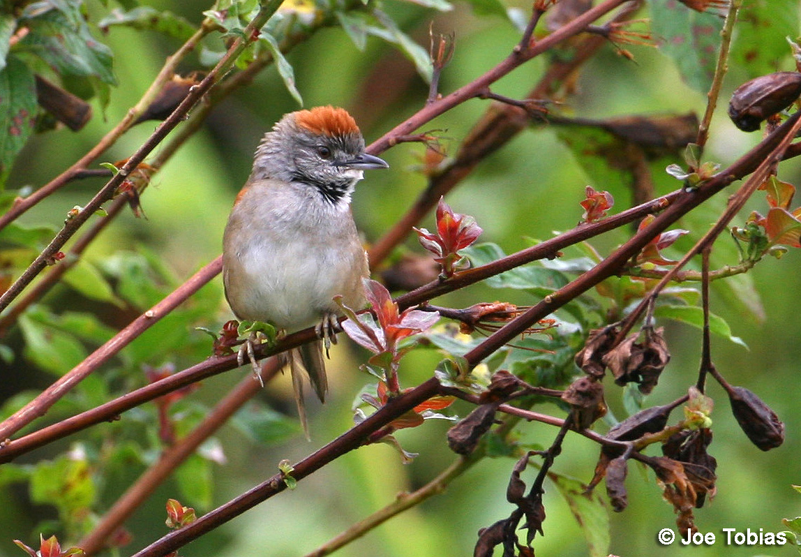 Pretty Pale-breasted spinetail