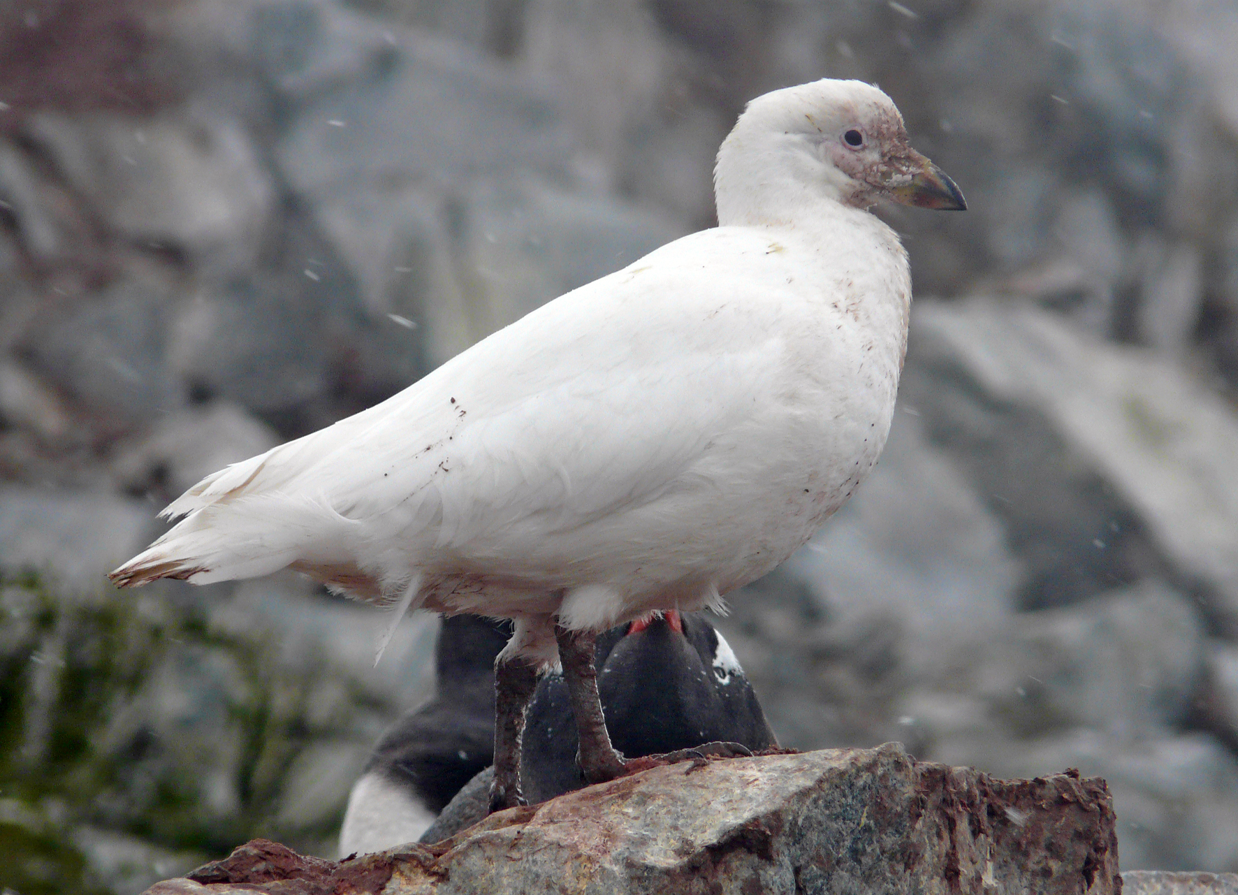 Pale-faced sheathbill