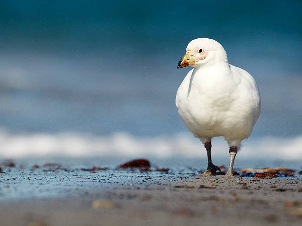 Pretty Pale-faced sheathbill