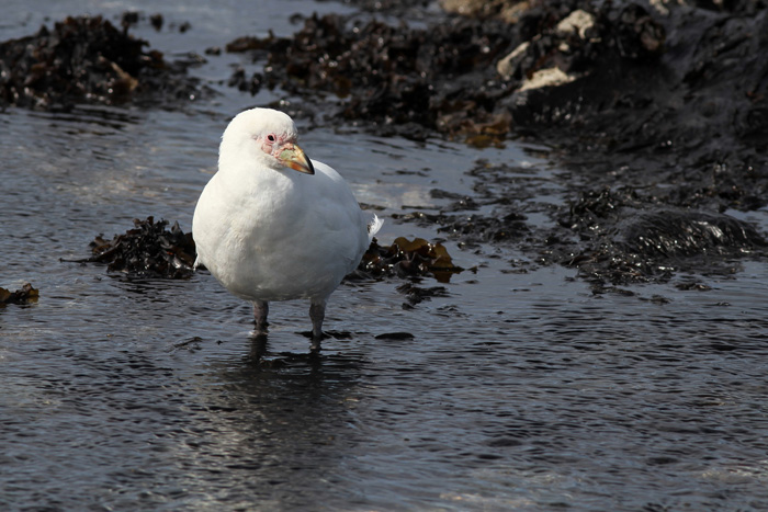 Pretty Pale-faced sheathbill