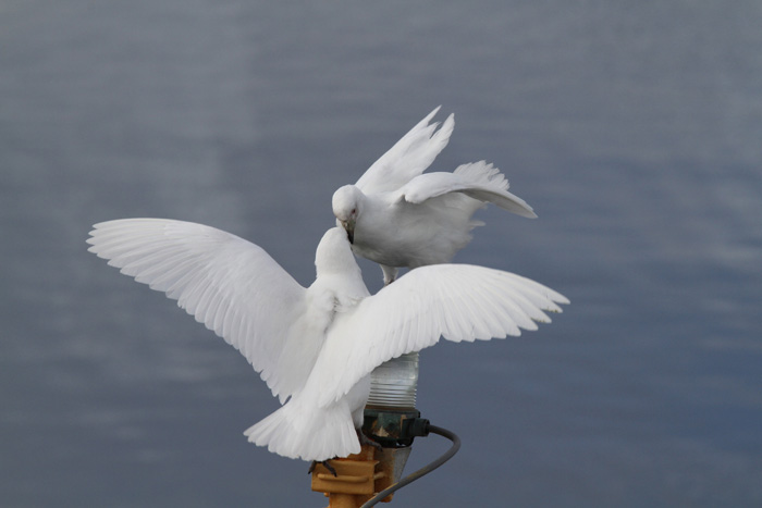 Pretty Pale-faced sheathbill
