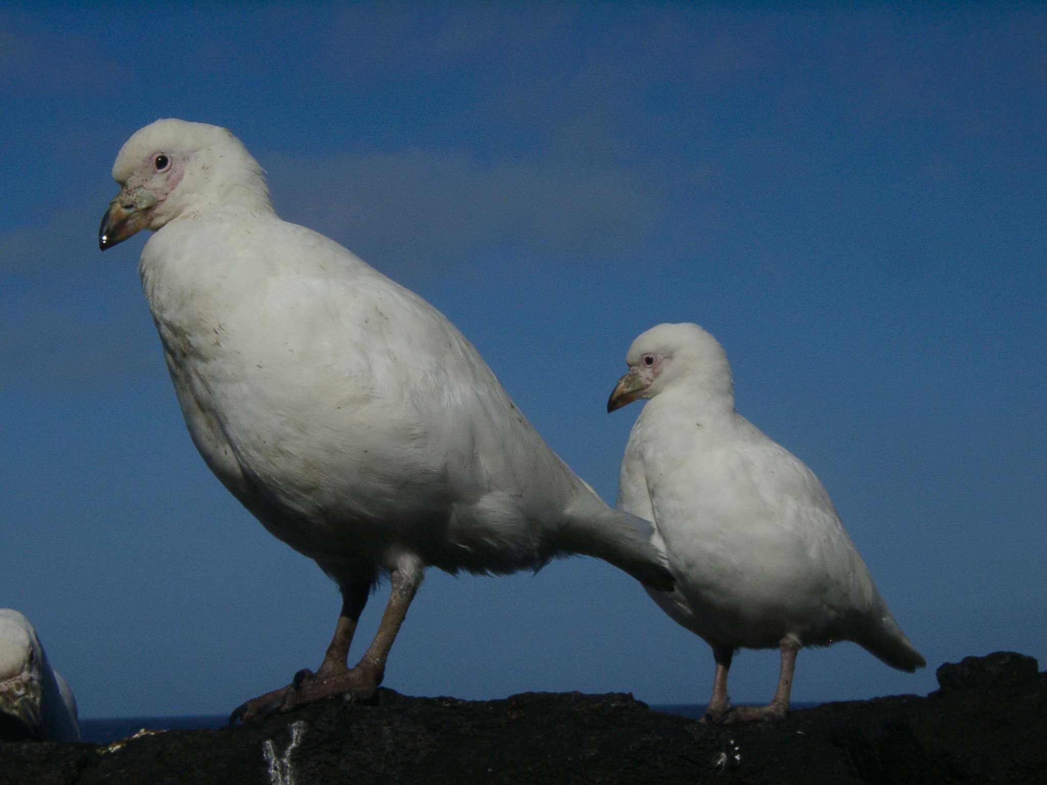 Pretty Pale-faced sheathbill