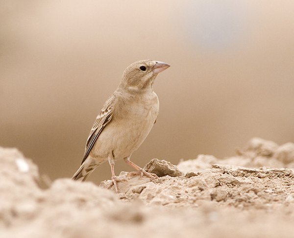 Pale rock sparrow