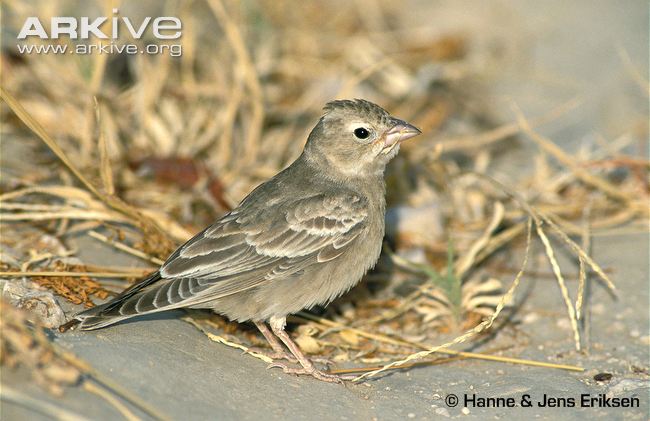 Pretty Pale rock sparrow