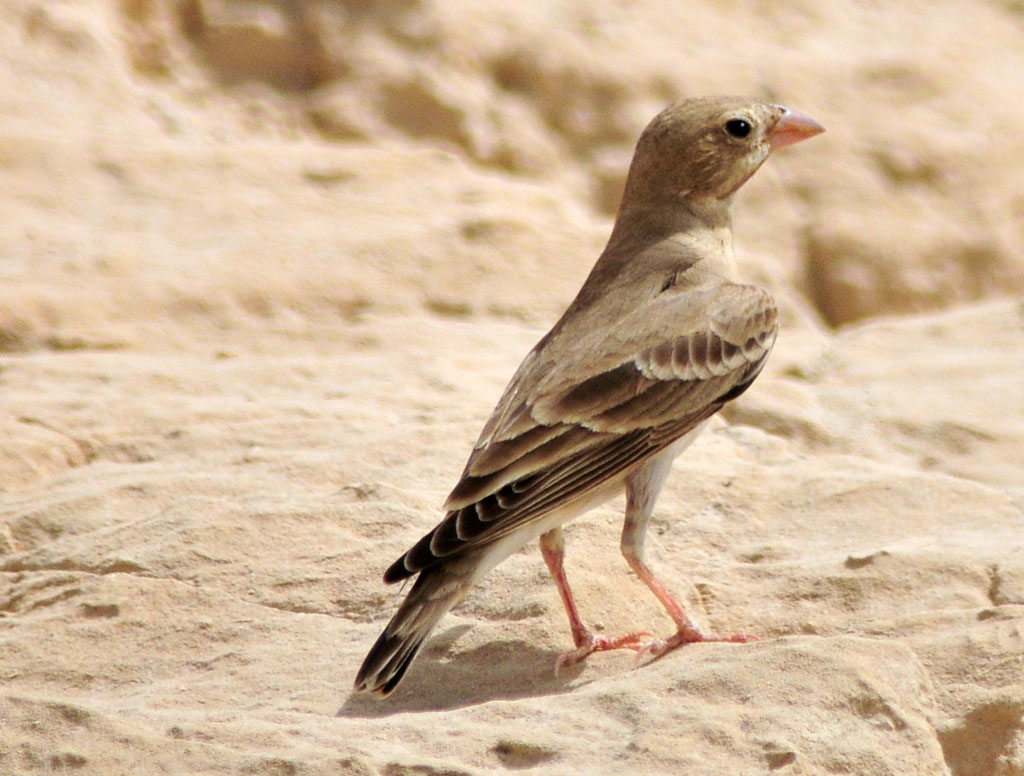 Pretty Pale rock sparrow